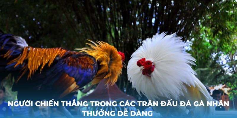 Người chiến thắng trong các trận đấu đá gà nhận thưởng dễ dàng