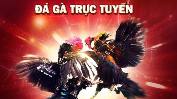 đá gà trực tiếp thomo là gì